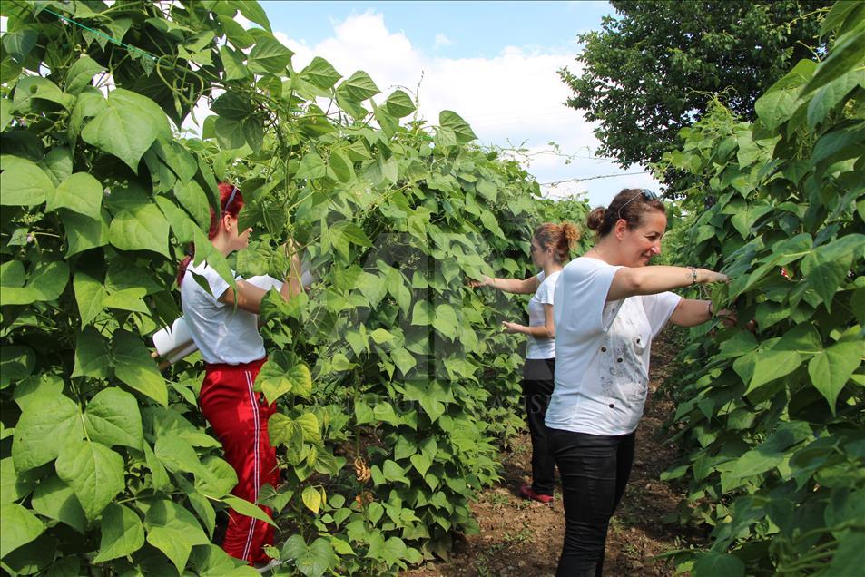 4 kilogram fasulye 360 bin liraya satıldı