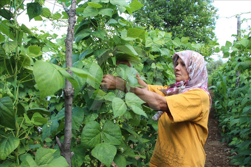 4 kilogram fasulye 360 bin liraya satıldı
