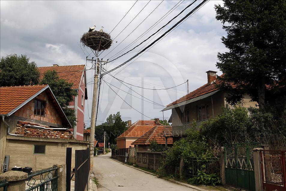 عائلة لقلق مصدر سعادة لسكان بلدة صربية منذ 13 عاما
