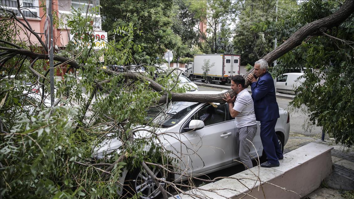 Başkentte ağaçlar park halindeki araçların üzerine devrildi
