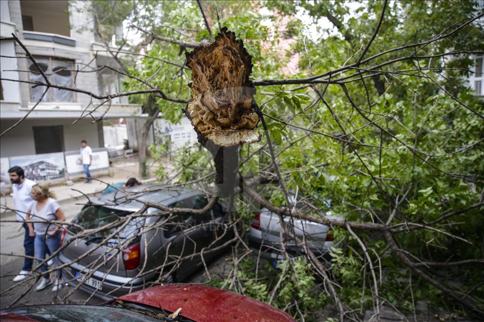 Başkentte ağaçlar park halindeki araçların üzerine devrildi
