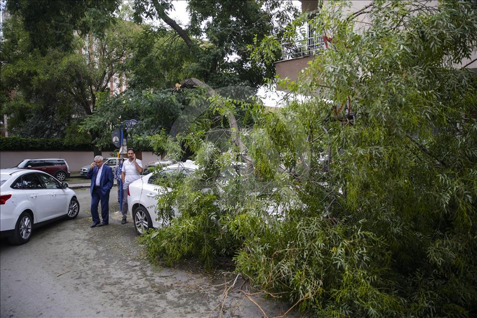Başkentte ağaçlar park halindeki araçların üzerine devrildi