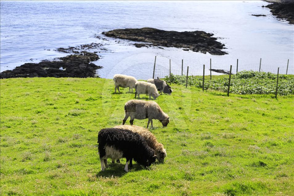 "Keçiler ülkesi" Faroe Adaları