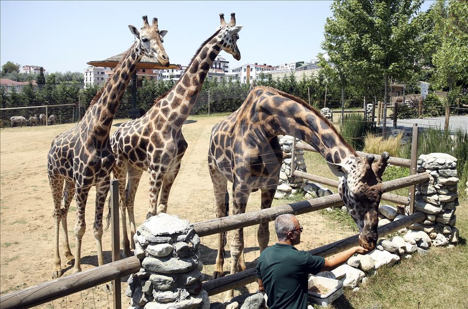 Turkish zookeeper feeding giraffes with parental affection