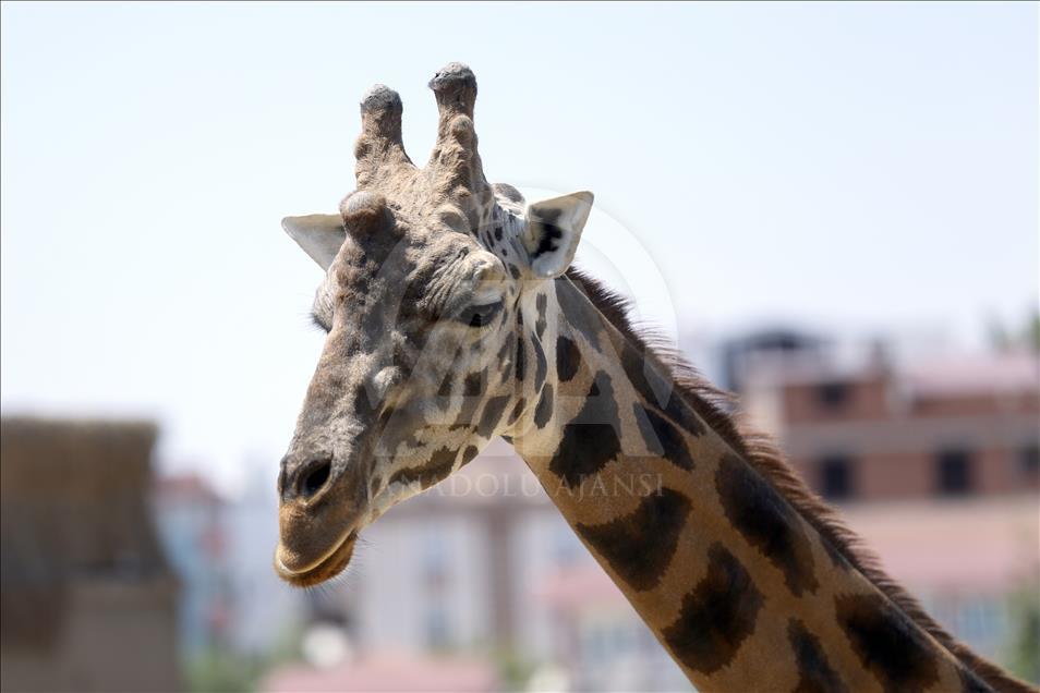 Turkish zookeeper feeding giraffes with parental affection
