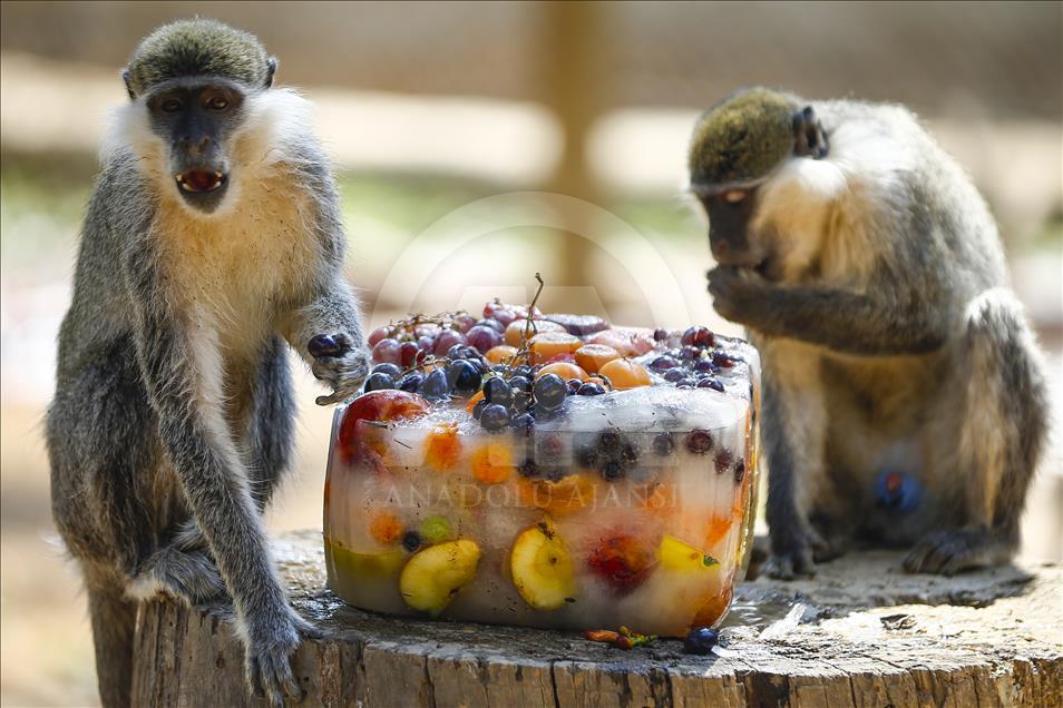 Turkish zoo animals cooling off with 'iced cocktails'