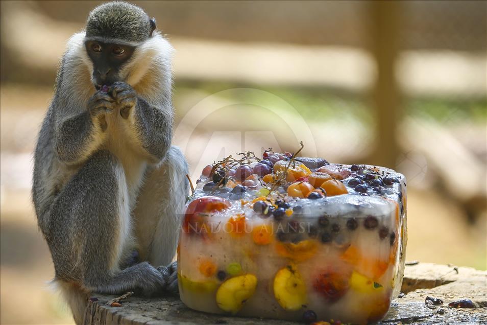 Turkish zoo animals cooling off with 'iced cocktails'