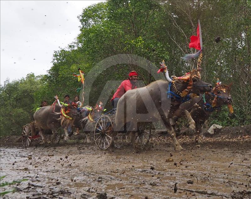 Makepung tradisi pacu kerbau warga Jembarana, Bali