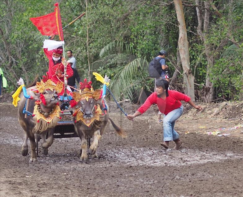 Makepung tradisi pacu kerbau warga Jembarana, Bali