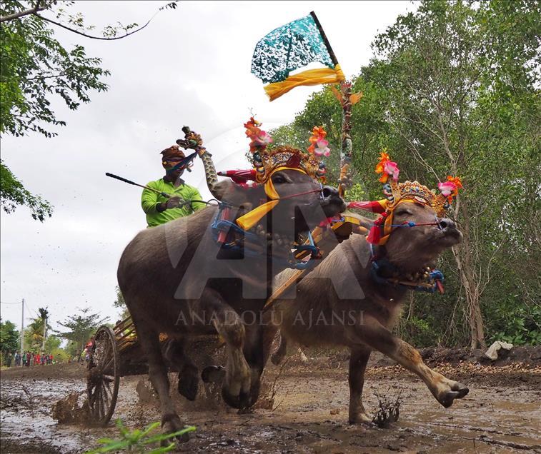 Makepung tradisi pacu kerbau warga Jembarana, Bali