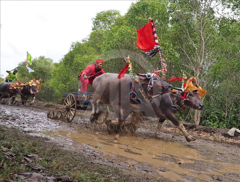 Makepung tradisi pacu kerbau warga Jembarana, Bali