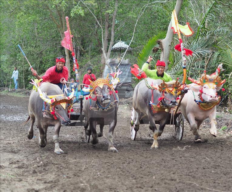 Makepung tradisi pacu kerbau warga Jembarana, Bali