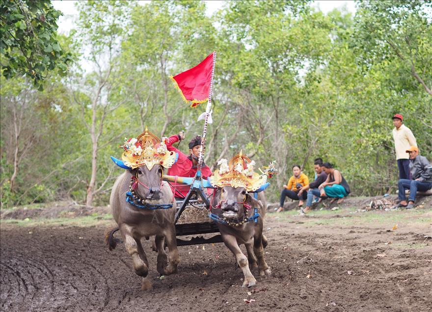 Makepung tradisi pacu kerbau warga Jembarana, Bali