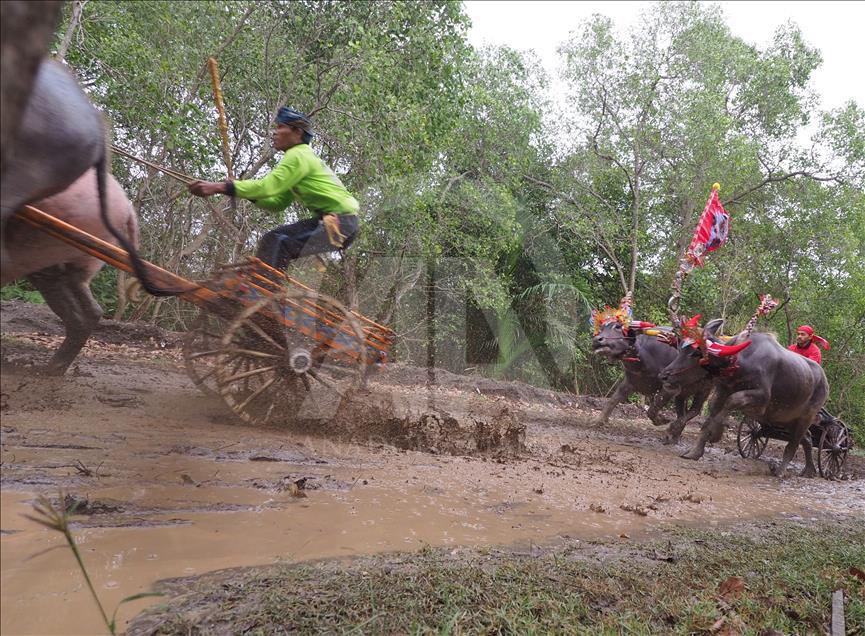 Makepung tradisi pacu kerbau warga Jembarana, Bali