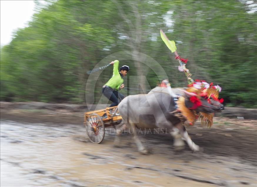 Makepung tradisi pacu kerbau warga Jembarana, Bali