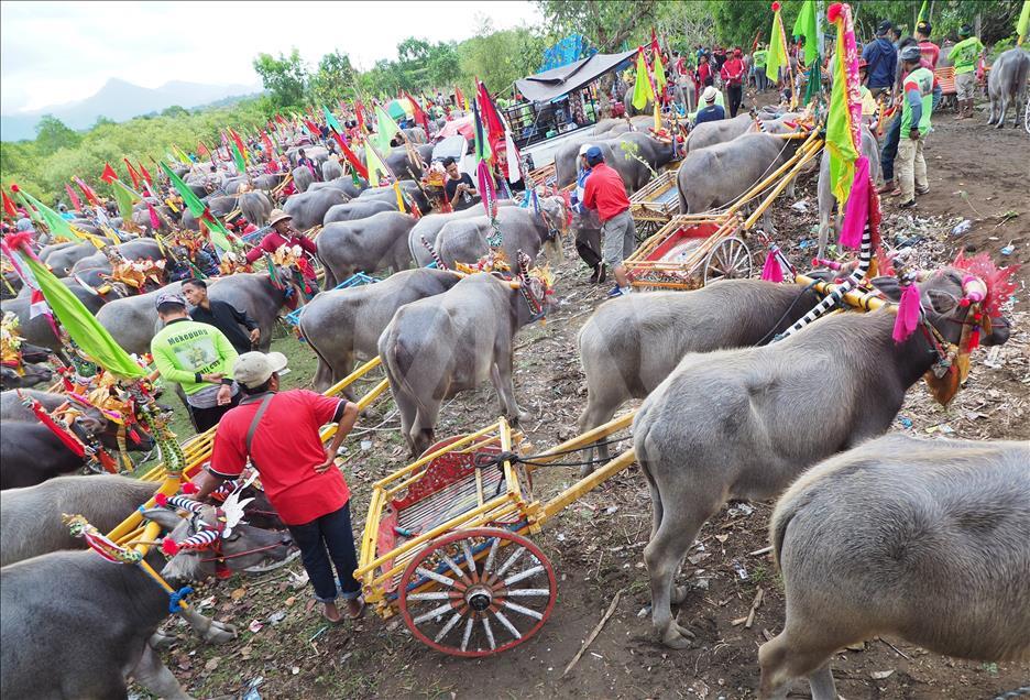 Bali'de bufalo yarışı