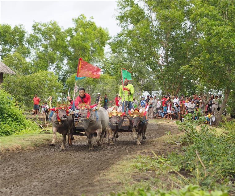 Makepung tradisi pacu kerbau warga Jembarana, Bali