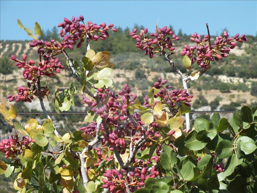 Mersin'de Antep fıstığı hasadı başladı