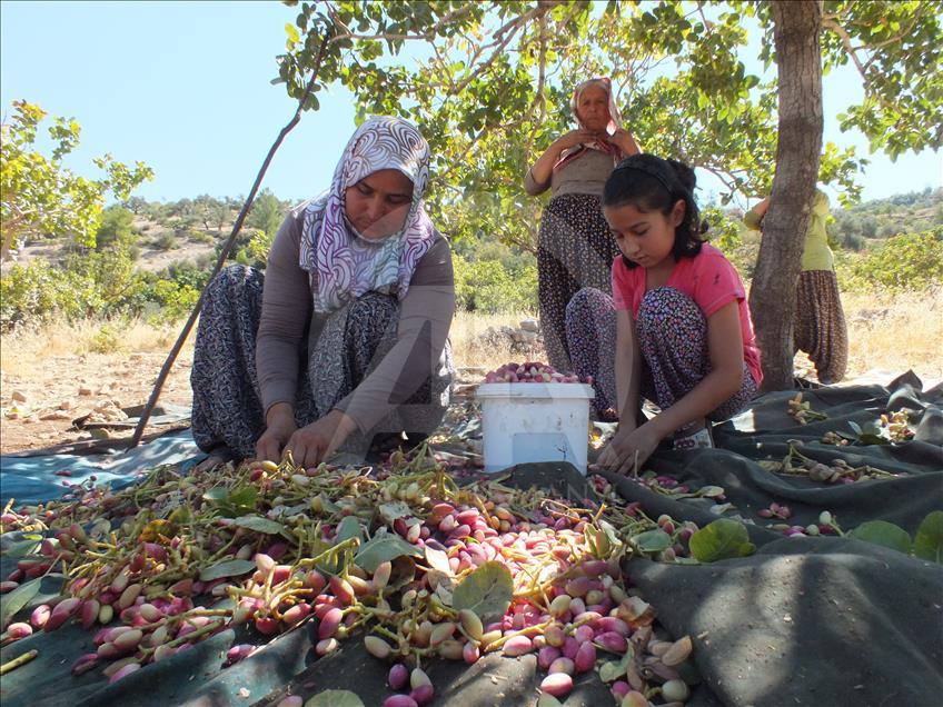 Mersin'de Antep fıstığı hasadı başladı