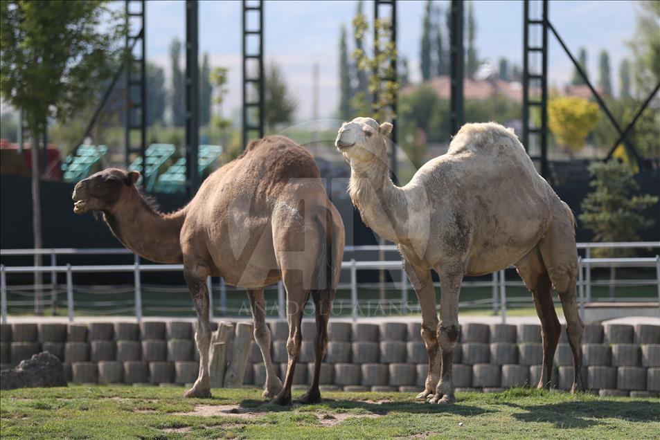 kayseri deki hayvanat bahcesi uretme ciftligi gibi anadolu ajansi