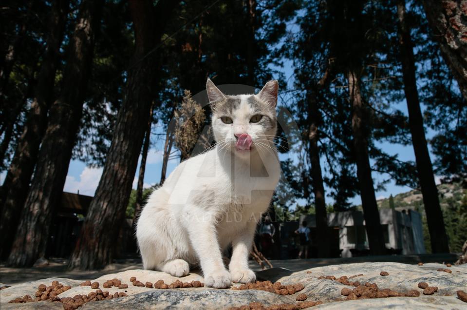 An ancient city in Western Turkey becomes home to derelict cats 