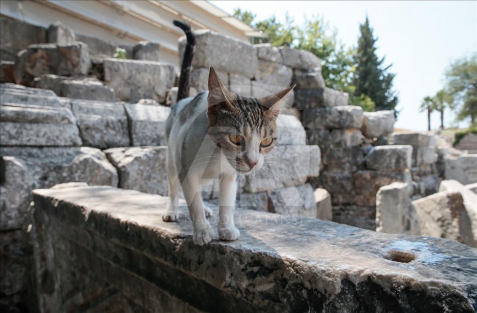 An ancient city in Western Turkey becomes home to derelict cats 