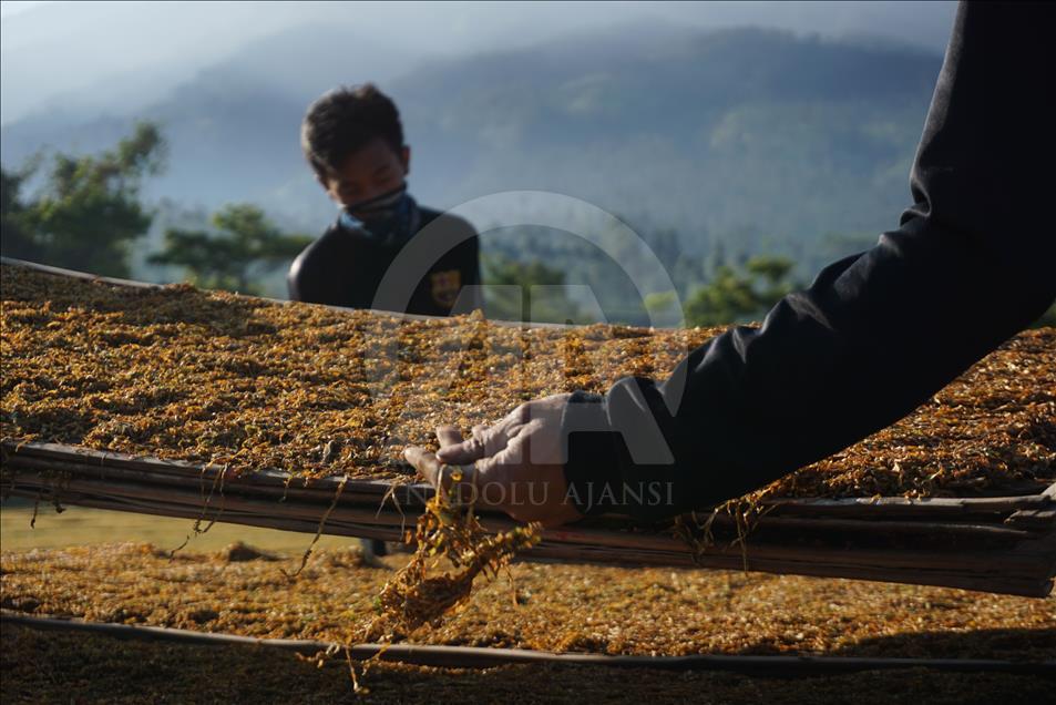 Endonezya'da tütün hasadı