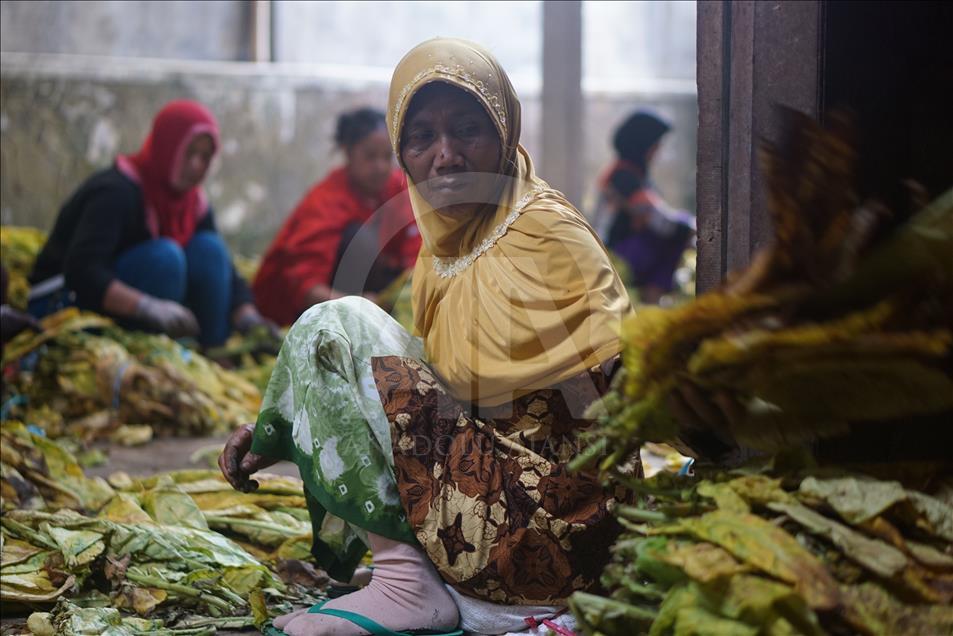 Endonezya'da tütün hasadı