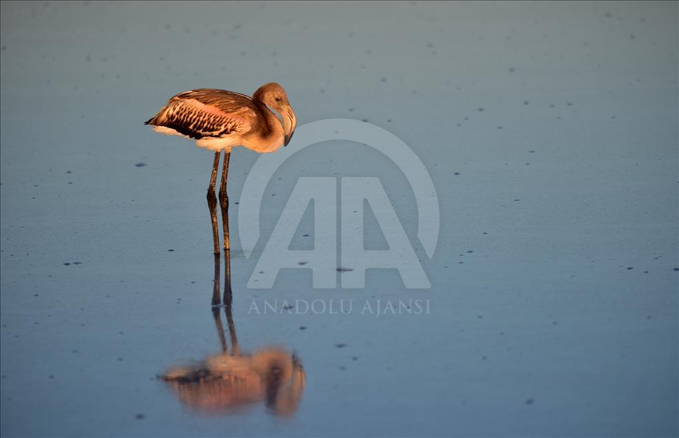 Flamingo cenneti Tuz Gölü'ne turist akını