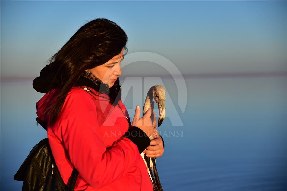 Flamingo cenneti Tuz Gölü'ne turist akını