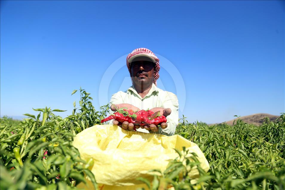 Dondurma kentinde "acı" hasat
