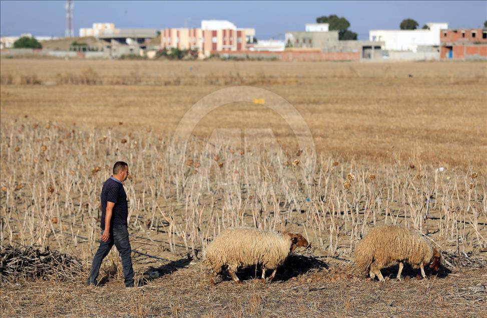 من الراعي إلى الزبون.. خروف تونس يسلك طريق الغلاء