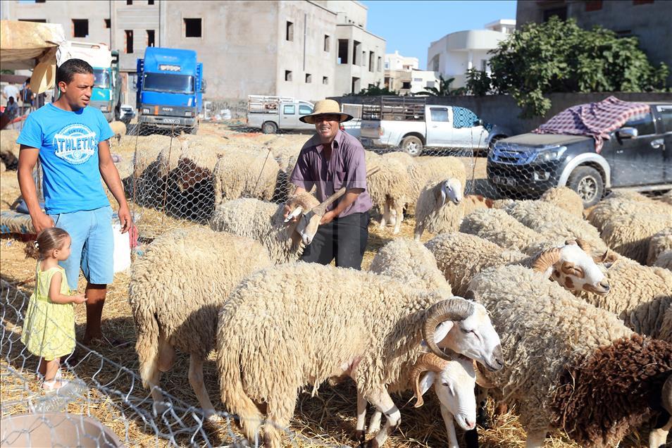 من الراعي إلى الزبون.. خروف تونس يسلك طريق الغلاء