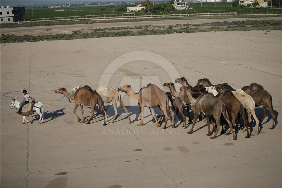 Kurbanlık develer alıcılarını bekliyor