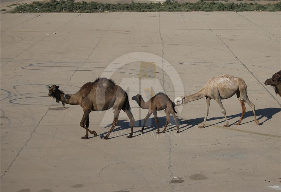Kurbanlık develer alıcılarını bekliyor