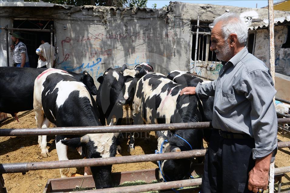 رکود فروش دام در ایران در آستانه عید قربان

