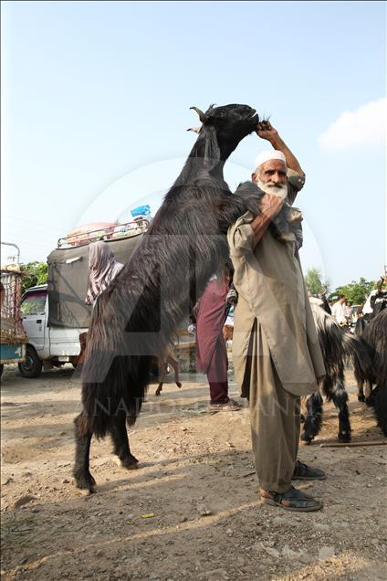 Pakistan'da kurban pazarları rengarenk