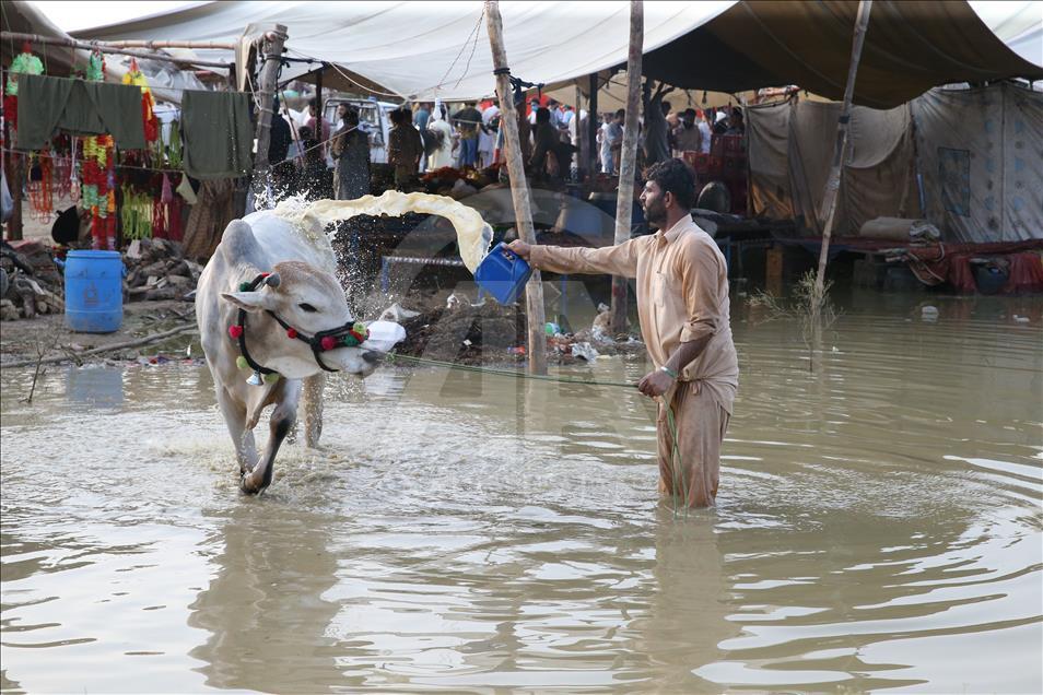 Pakistan'da kurban pazarları rengarenk