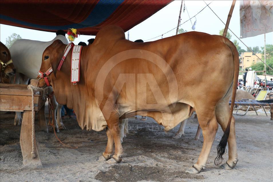 Ahead of Eid al-Adha in Pakistan
