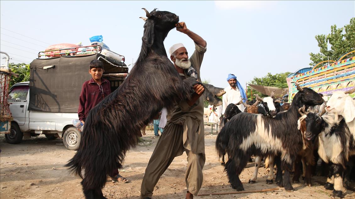 Ahead of Eid al-Adha in Pakistan