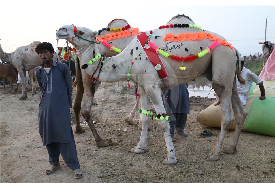 Ahead of Eid al-Adha in Pakistan