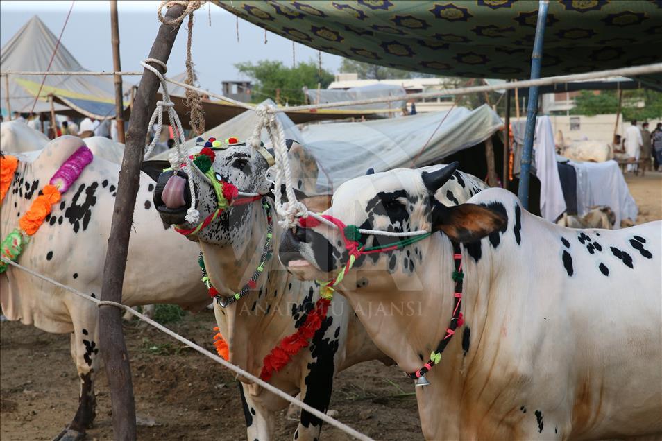 Pakistan'da kurban pazarları rengarenk