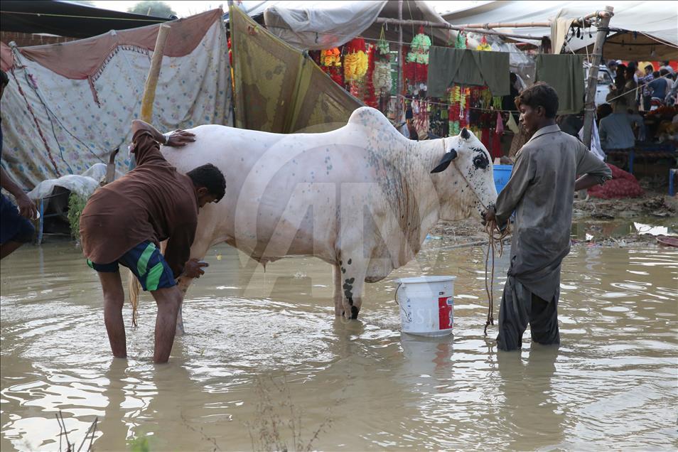 Ahead of Eid al-Adha in Pakistan