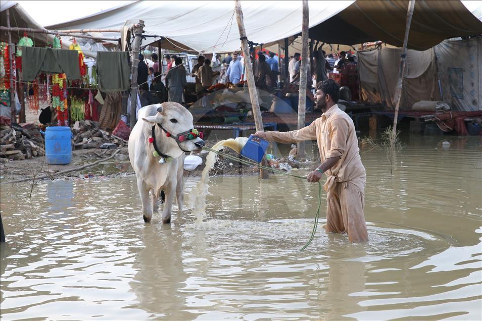 Ahead of Eid al-Adha in Pakistan