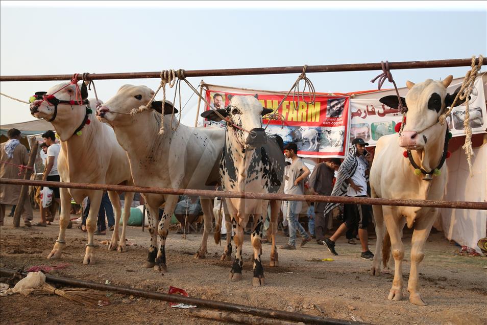 Ahead of Eid al-Adha in Pakistan