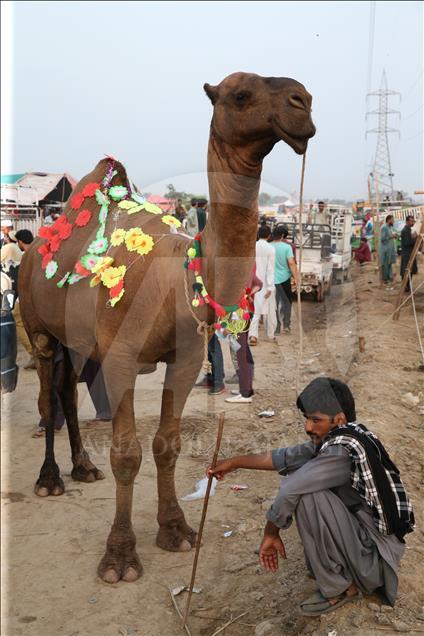 Ahead of Eid al-Adha in Pakistan