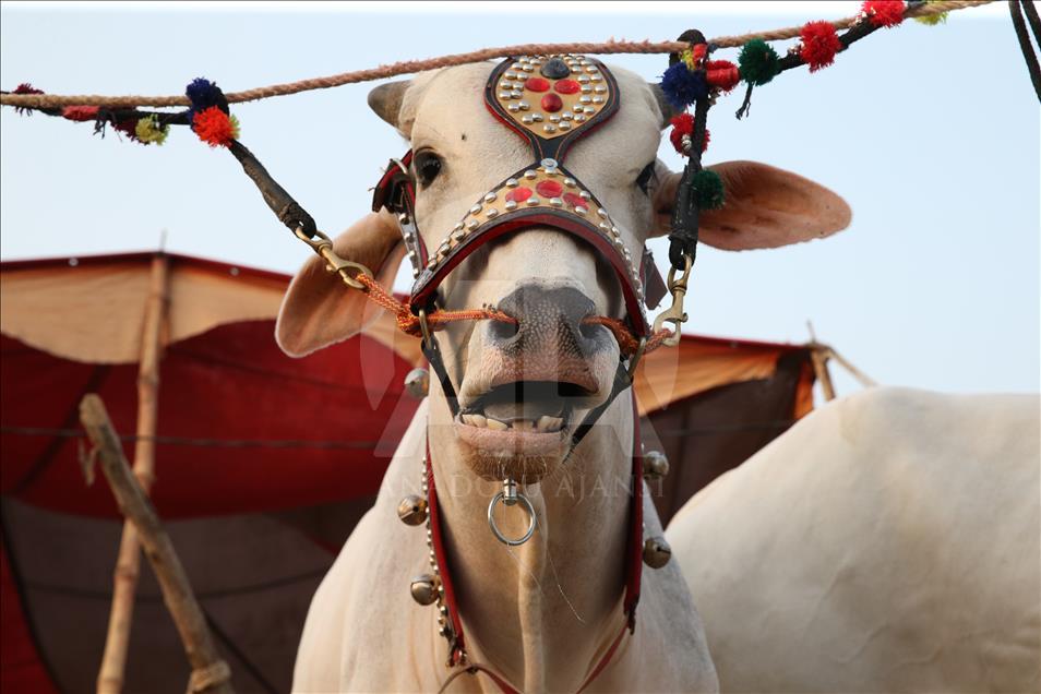 Ahead of Eid al-Adha in Pakistan