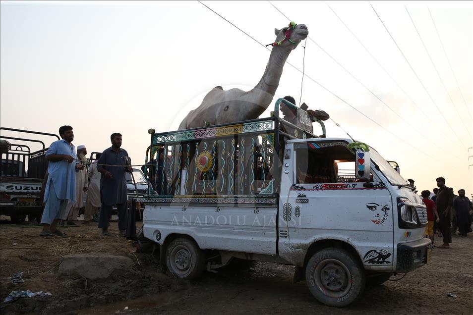 Pakistan'da kurban pazarları rengarenk