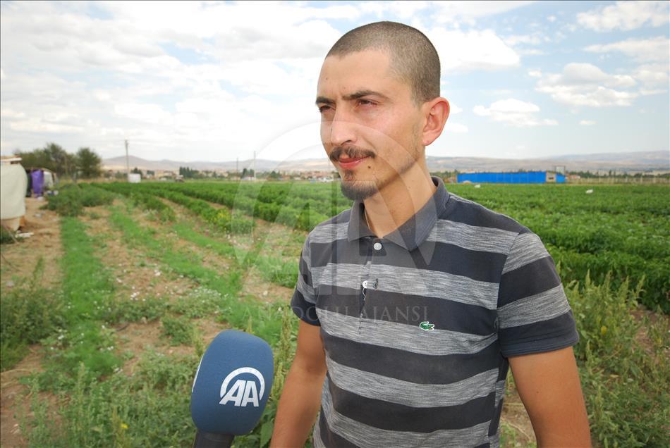 Mevsimlik tarım işçileri bayramı tarlada geçiriyor