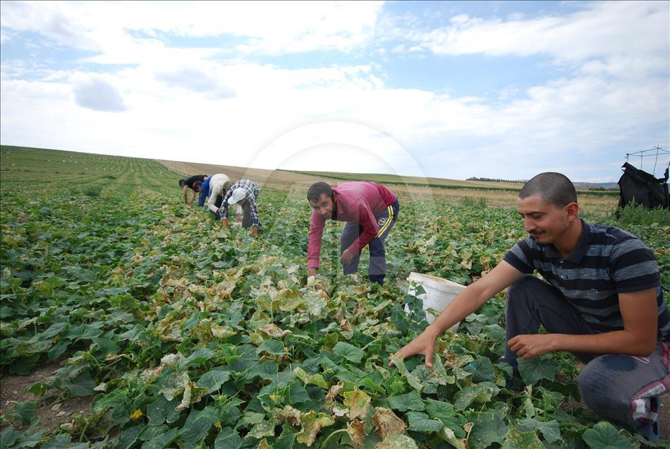 Mevsimlik tarım işçileri bayramı tarlada geçiriyor